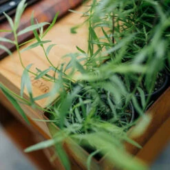 Brasero Plancha Island Corten PRO 100 Bois De Teck + Housse - Ofyr -OUTDOORCHEF Boutique ofyr island pro 100 teck 2020000022121 5